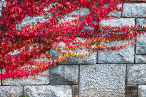 Overgrown Wall Colorful autumn background: Virginia creeper plant in autumn (red) colors. parthenocissus stock pictures, royalty-free photos & images