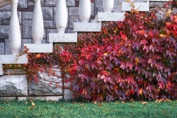 Autumn Leaves On The Wall Colorful autumn background: Virginia creeper plant in autumn (red) colors. parthenocissus stock pictures, royalty-free photos & images