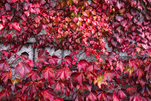 Colorful autumn background: Virginia creeper plant in autumn (red) colors.