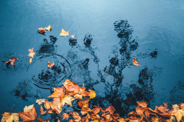 istock Autumn Leaves On Water 1309735697