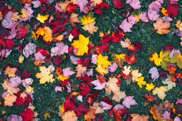 Bright yellow and red fallen autumn leaves on the green grass