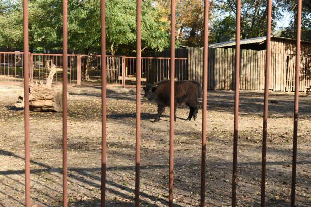 istock The picture shows a baby bison behind an iron grate. 1309735869