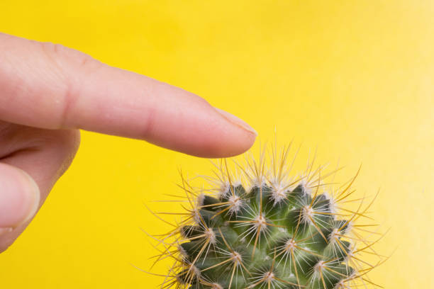 istock Finger pricks on cactus on yellow background 1309735937