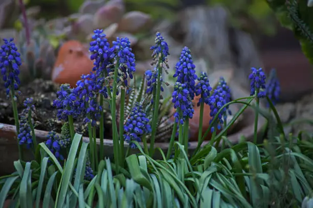 Grape hyacinths (Muscari armeniacum) is an ideal flowering plant to be used in pots, both indoors and on patios