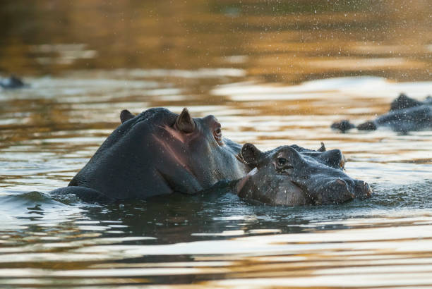 istock Hippopotamus .South Africa 1309738942