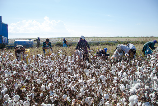 Workers collecting cotton in the cotton field, Adana, Turkey. 26 September 2014.