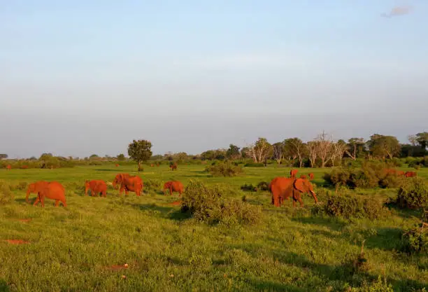 African Savanna Elephant (Loxodonta africana) herd scattered over lush plain, red from the dust of Tsavo"n"nTsavo East NP, Kenya        November