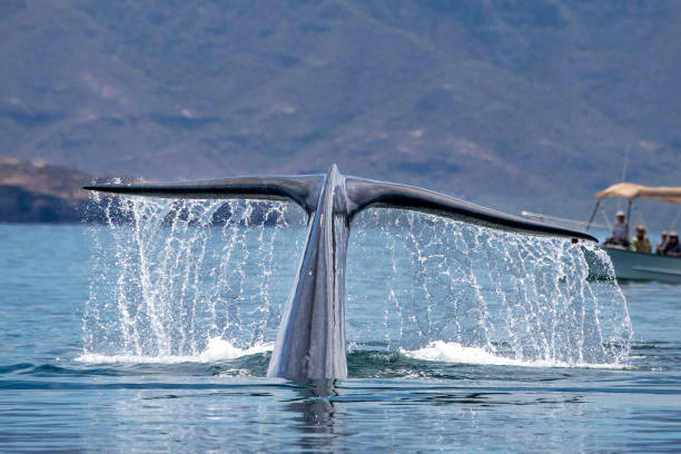istock blue whale watching in baja california 1309741217