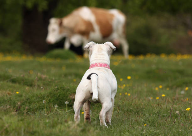 friend or foe - cattle dog imagens e fotografias de stock