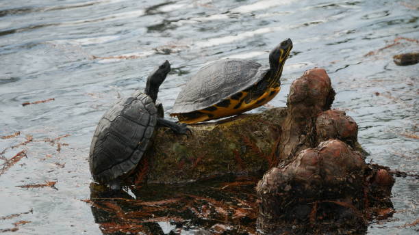 istock Two turtles in the sun 1309743609