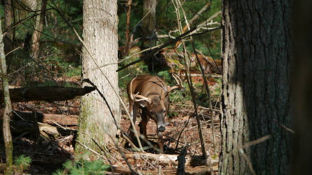 ciervo de cola blanca en el bosque - great smoky mountains national park animal antler stag fotografías e imágenes de stock