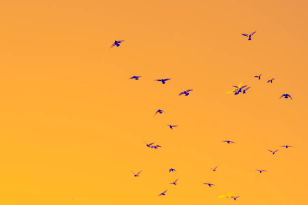 istock Bird pigeons fly in the hot orange sky 1309743759