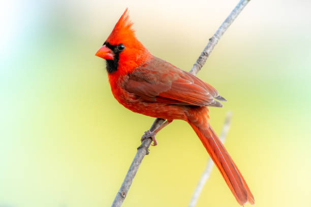 istock Northern Cardinal, Male 1309745191
