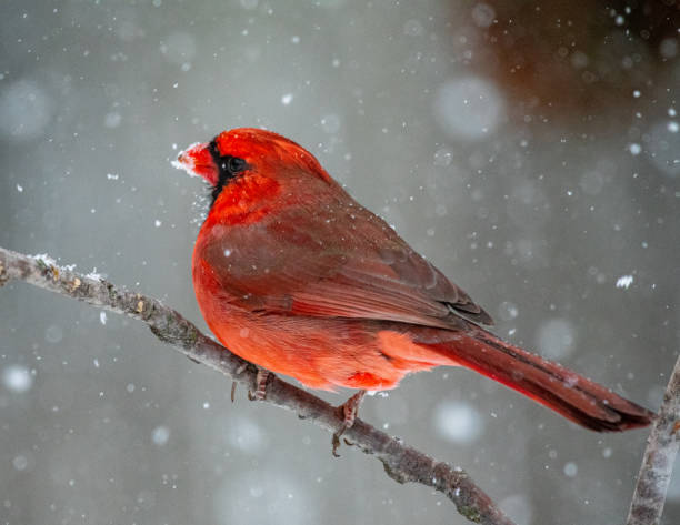 istock Northern Cardinal, Male 1309745458