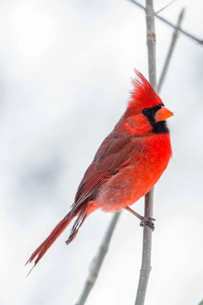 A male Northern Cardinal (Cardinalis cardinalis) perching on a tree with light background.