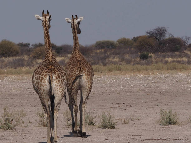 dos jirafas adultas que se alejan del espectador en los pastizales. ubicación central kalahari game reserve, botswana - wild abandon fotografías e imágenes de stock