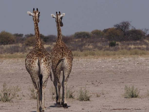 two adult giraffe walking away from the viewer in the grasslands. location central kalahari game reserve, botswana - wild abandon imagens e fotografias de stock