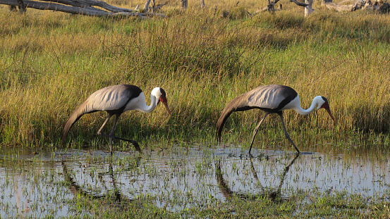 Two Wattled Cranes on the riverbank of Khwairiver, Okavango Delta, Botswana