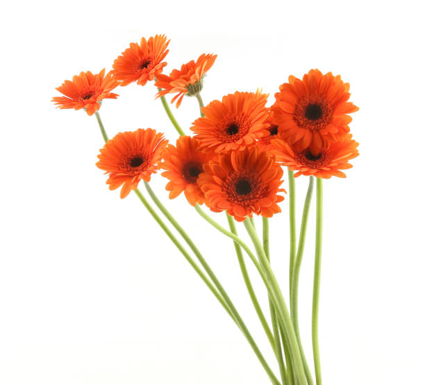 istock Gerbera flowers isolated on white background. 1309746692