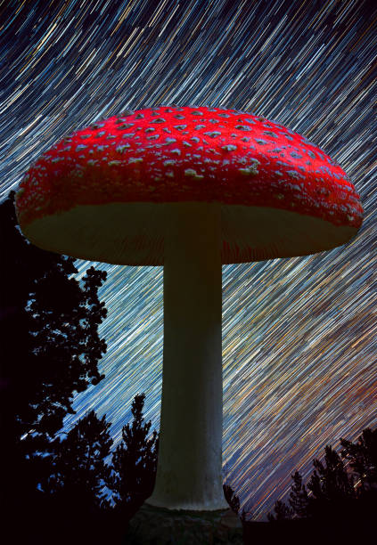 Amanita mushroom on the background of star trails in the night; beauty of the small on the background of the greatness of the boundless concept