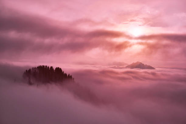Thickly forested mountain peaks rise above the sea of clouds; mysterious cloudy atmosphere in the mountains at sunset