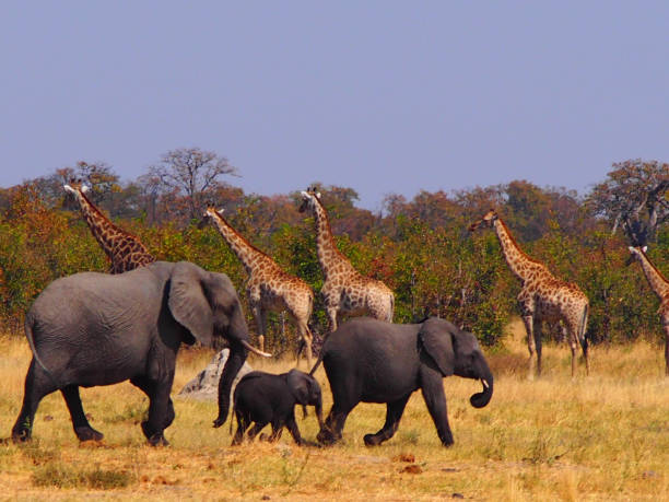 giraffe ed elefanti nella pozza d'acqua alla savuti game reserve - riserva di savuti foto e immagini stock