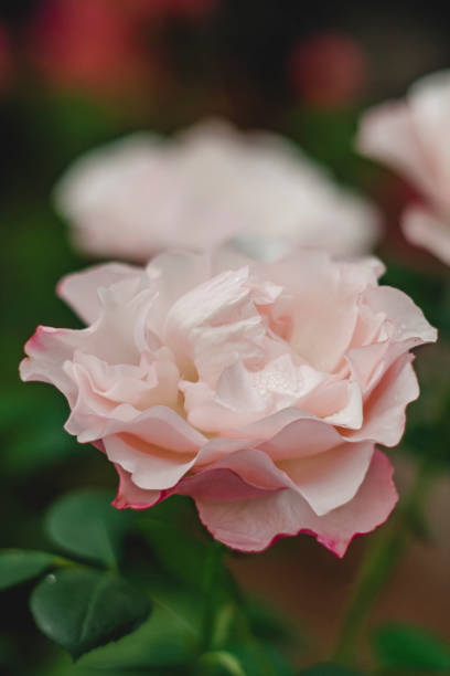 istock close up of pink romantic rose 1309747597