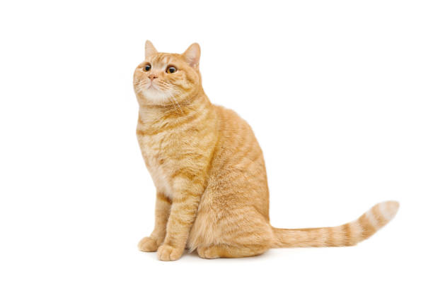 zenzero/rosso britannico maschio shorthair gatto isolato - 7047 foto e immagini stock