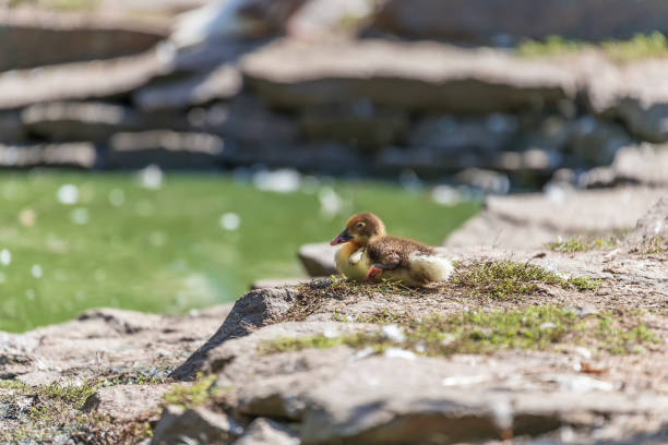 istock Little wild duck near the water. 1309748535