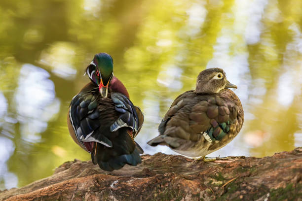 istock Colorful ornamental duck on a tree by the pond 1309748539