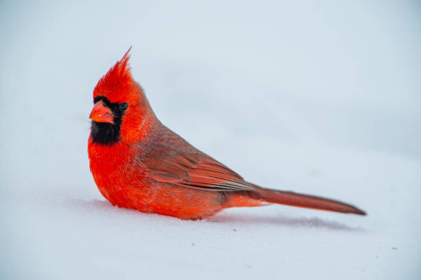istock Northern Cardinal, Male 1309748601