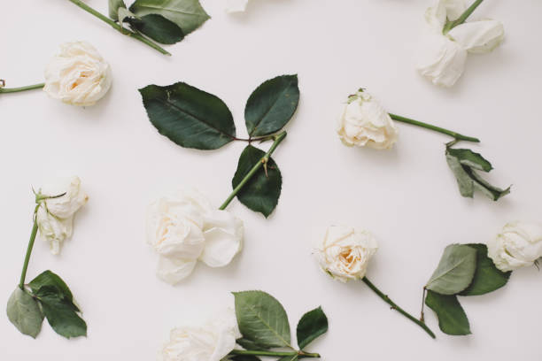 istock Elegant floral composition with white roses and place for text on white background 1309748830