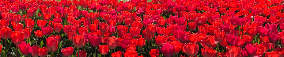 Full frame banner of red tulips