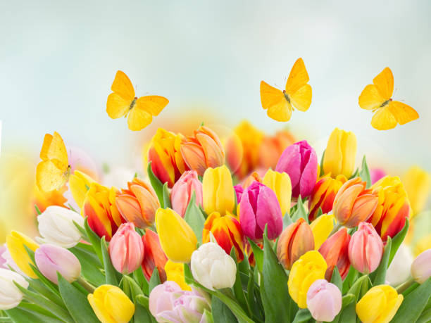 istock tulips in garden 1309750386