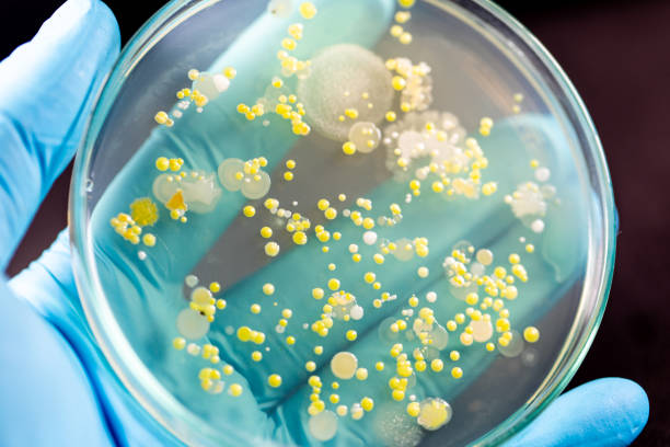 molde hermoso, colonia de características del hongo (moho) en la placa media de cultivo de microbiología de laboratorio. - penicillium fotografías e imágenes de stock