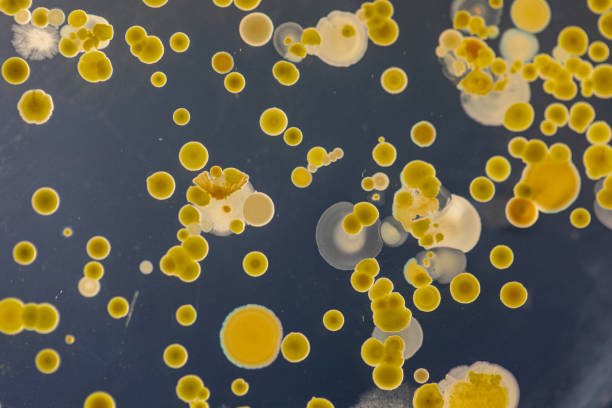плесень красивая, колония характеристик гриба (плесень) в культуре средней пластины из лабораторной микробиологии. - bacterial colonies стоковые фото и изображения