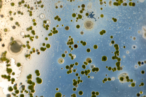 molde hermoso, colonia de características del hongo (moho) en la placa media de cultivo de microbiología de laboratorio. - bacterium petri dish microbiology cell fotografías e imágenes de stock