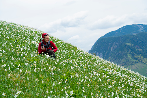 Side view of Senior woman sitting and looking at camera while taking photo in blurred flowers field on top slope of mountain, Golica, Slovenia. She is surrounded with beautiful daffodil narcissus flower with white outer petals and a shallow orange or yellow cup in the center on blurred flowers and  green grass. In background are some trees and blue sky with some clouds. It is slope of Mt. Golica near Jesenice in Slovenia, spring time.