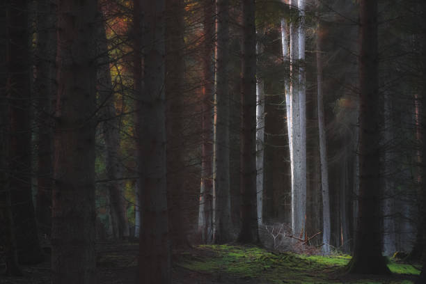 istock Enchanting Forest. Kinclaven, Scotland 1309752843
