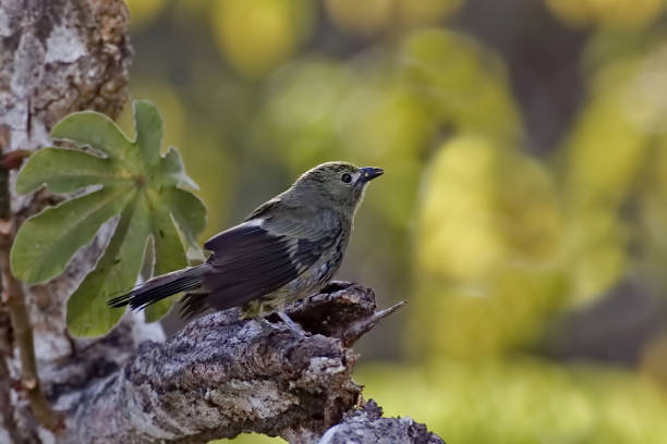 istock Palm Tanager, Thraupis palmarum, perched in a tree 1309753059