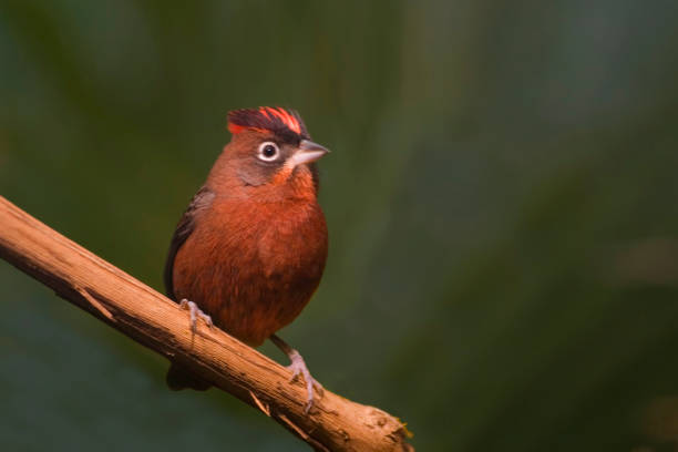 istock Red-crested Finch, Coryphospingus cucullatus, perched on a vine 1309753072