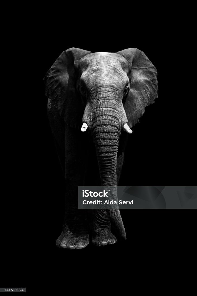 Isolated elephant standing looking at camera at night cutout of elephant on black background from front looking at camera. Whole body. copy space Elephant Stock Photo