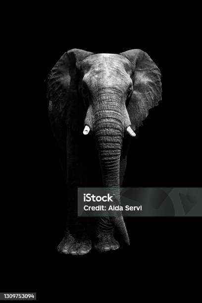 Isolated Elephant Standing Looking At Camera At Night Stock Photo - Download Image Now