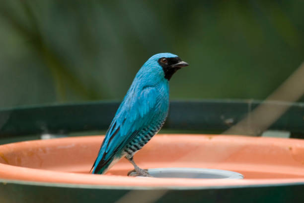 A Swallow Tanager, Tersina viridis, at feeding station