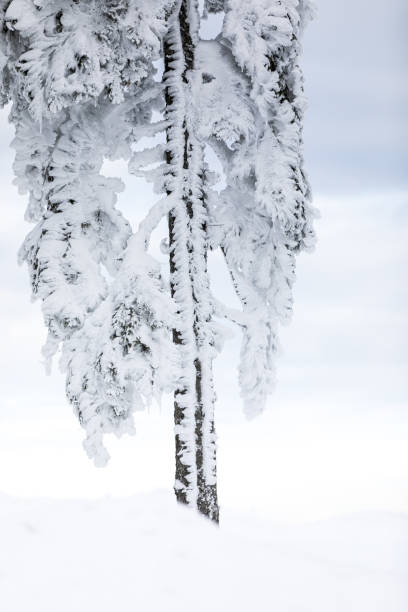 istock Sunrise view in winter snowy forest in Slovenia. 1309753241