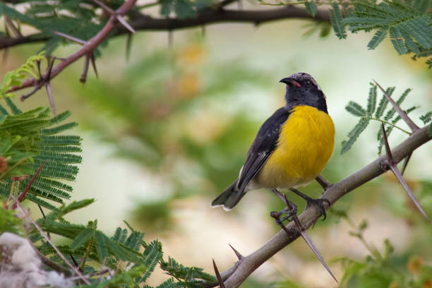 istock Bananaquit, Coereba flaveola, perched in a tree 1309753563