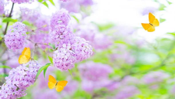 istock Blooming lilac flowers 1309754307