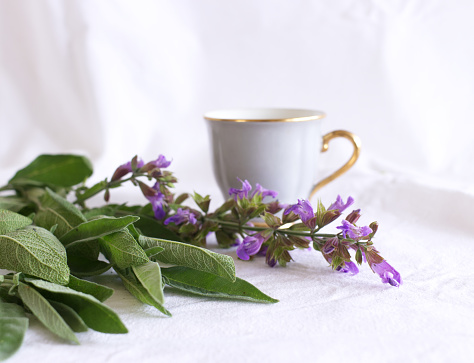 Medicinal herb Salvia officinalis isolated on white background. Sage tea and sage leaves. An infusion made from sage leaves. Medicinal herb Salvia officinalis. The concept of healthy nutrition. Nature concept.