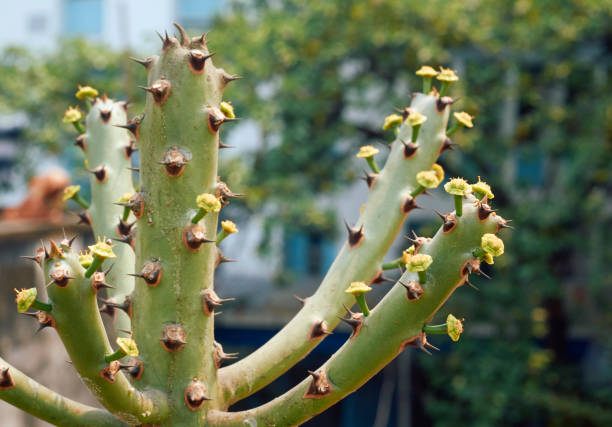 istock Closeup of manasa tree branches 1309754511