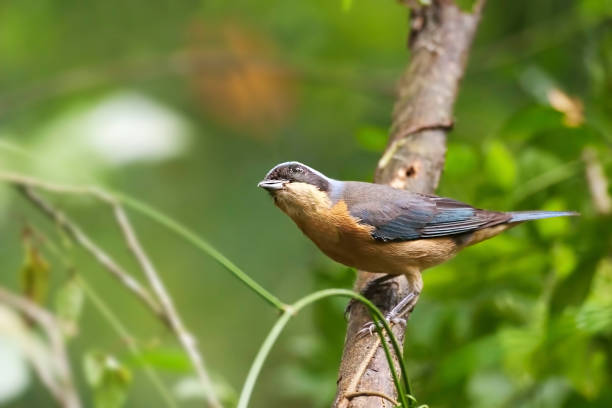 istock Fawn-breasted Tanager, Pipraeidea melanonota, perched in a tree 1309754638